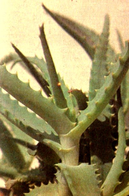 Алоэ древовидное (Aloe arborescens Mill.) / Herbal Expert