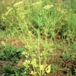 Анис обыкновенный (Anisum vulgare Gaertn.)