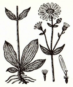 Арника горная (Arnica montana L.)