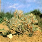 Астрагал густоветвистый (Astragalus piletocladus Freyn et Sint.)
