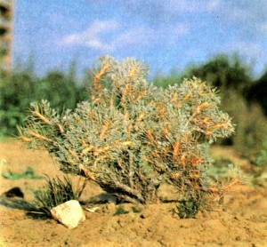 Астрагал густоветвистый (Astragalus piletocladus Freyn et Sint.)