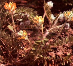 Астрагал шерстистоцветковый (Astragalus dasyanthus Pall.)