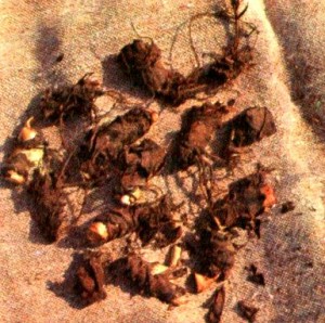 Бадан толстолистный (Bergenia crassifolia Frisch.)