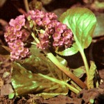 Бадан толстолистный (Bergenia crassifolia Frisch.)