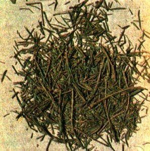 Багульник болотный (Ledum palustre L.)