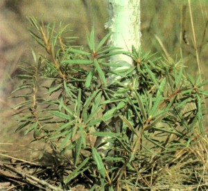 Багульник болотный (Ledum palustre L.)