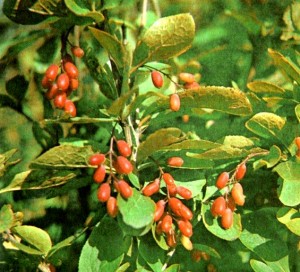 Барбарис обыкновенный (Berberis vulgaris L.)