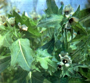 Белена черная (Hyoscyamus niger L.)
