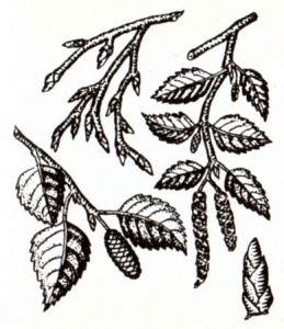 Береза повислая (Betula pendula Roth.)