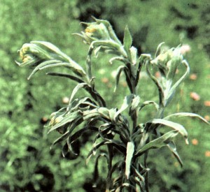 Бессмертник песчаный (Helichrysum arenarium Moench.)