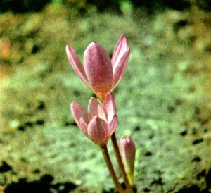 Безвременник великолепный (Colchicum speciosum Stev.)