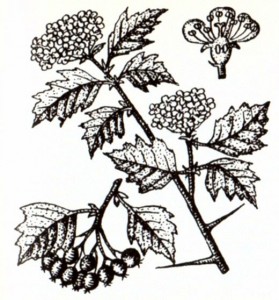 Боярышник кроваво-красный (Crataegus sanguinea Pall.)