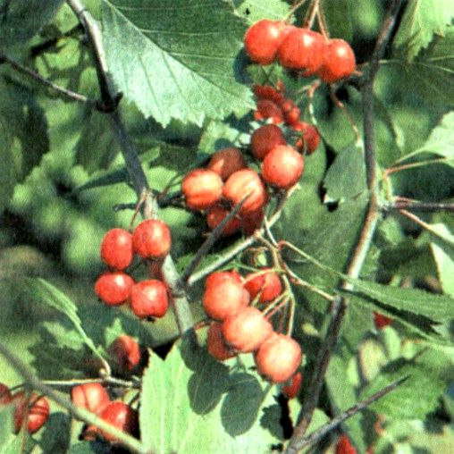 Боярышник кроваво-красный (Crataegus sanguinea Pall.) / Herbal Expert