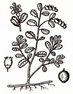Брусника обыкновенная (Vaccinium vitis idaea L.)