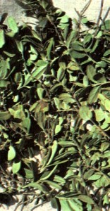 Брусника обыкновенная (Vaccinium vitis idaea L.)