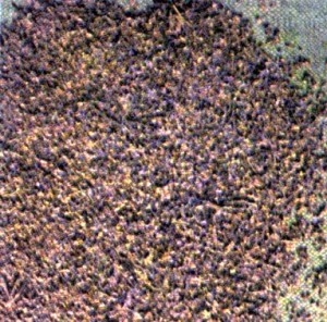 Бузина черная (Sambucus nigra L.)