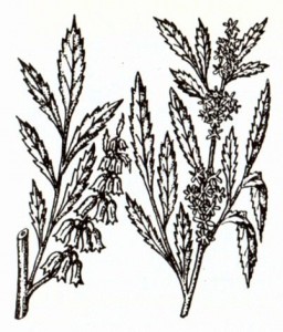 Датиска коноплевая (Datisca cannabina L.)