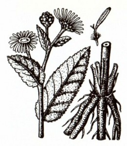 Девясил высокий (Inula helenium L.)