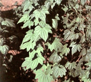 Диоскорея ниппонская (Dioscorea nipponica Makino)