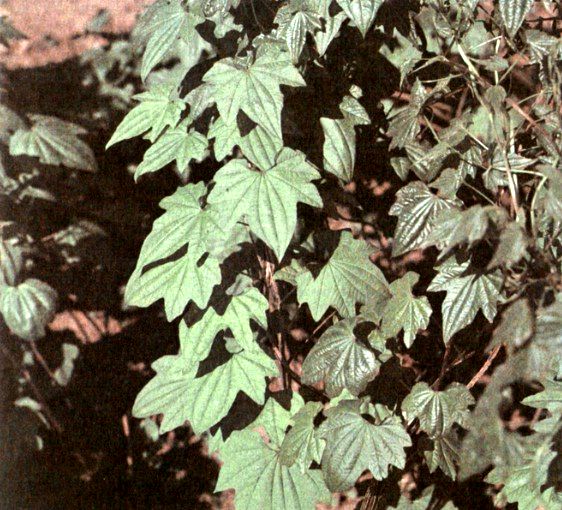 Диоскорея ниппонская (Dioscorea nipponica Makino) / Herbal Expert