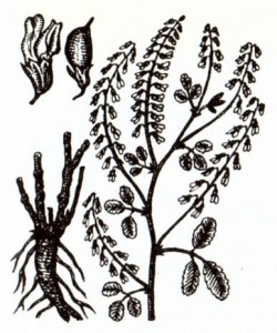 Донник лекарственный (Melilotus officinalis Desr.)