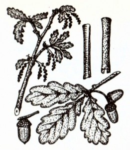 Дуб обыкновенный (Quercus robur L.)
