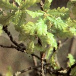 Дуб обыкновенный (Quercus robur L.)