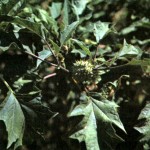 Дурман обыкновенный (Datura stramonium L.)