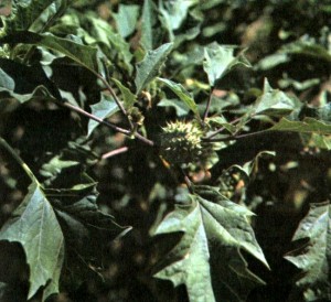 Дурман обыкновенный (Datura stramonium L.)