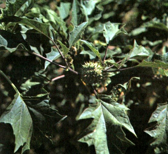 Дурман обыкновенный (Datura stramonium L.) / Herbal Expert