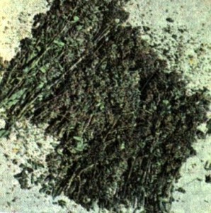 Душица обыкновенная (Origanum vulgare L.)