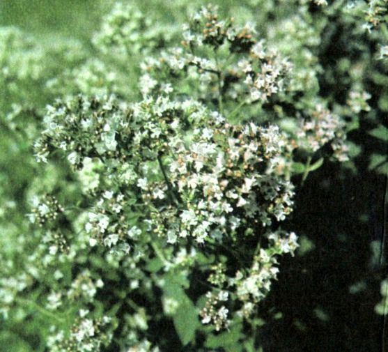 Душица обыкновенная (Origanum vulgare L.) / Herbal Expert