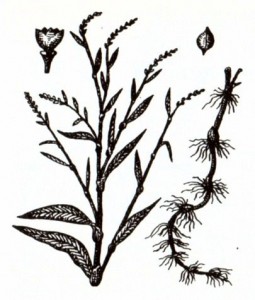 Горец перечный (Polygonum hydroplper L.)
