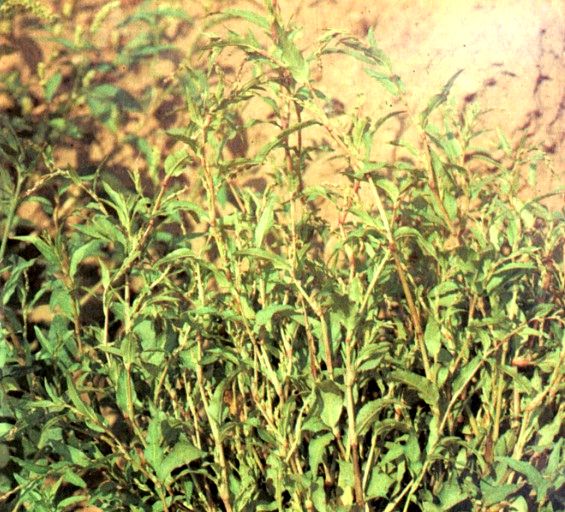 Горец перечный (Polygonum hydroplper L.) / Herbal Expert
