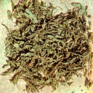 Горец почечуйный (Polygonum persicaria L.)