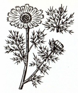 Горицвет весенний (Adonis vernalis L.)
