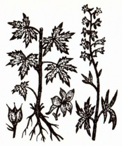 Живокость сетчатоплодная (Delphinium dictyocarpum D.C.)