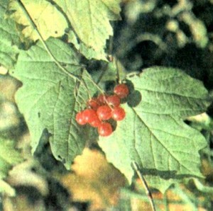 Калина обыкновенная (Viburnum opulus L.)