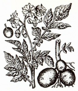 Картофель (Solatium tuberosum L.)