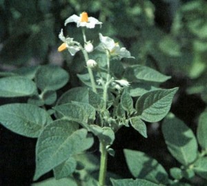 Картофель (Solatium tuberosum L.)
