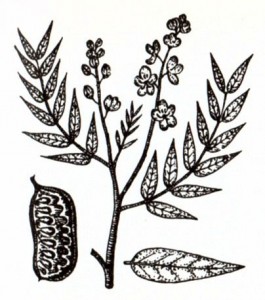Кассия остролистная (Cassia acutifolia Delie)