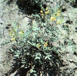 Кассия остролистная (Cassia acutifolia Delie)