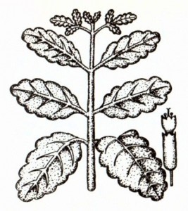 Каланхоэ перистое (Kalanchoe pinnata Pers.)