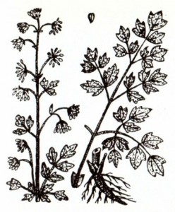 Василистник малый (Thalictrum minus L.)