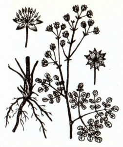 Василистник вонючий (Thalictrum foetidum L.)