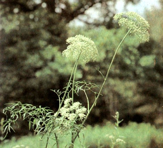 Виснага морковевидная (Ammi visnaga Lam.) / Herbal Expert