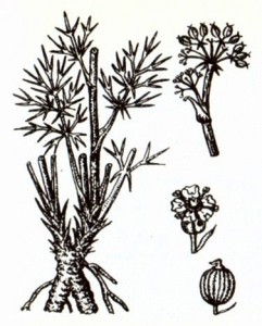 Вздутоплодник сибирский (Phlojodicarpus sibiricus K. Pol.)