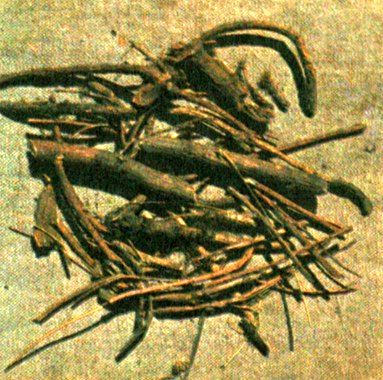 Заманиха высокая (Oplopanax elatus Nakai) / Herbal Expert