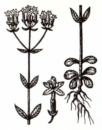 Золототысячник малый (Centaurium erythraea Rafn.) / Herbal Expert