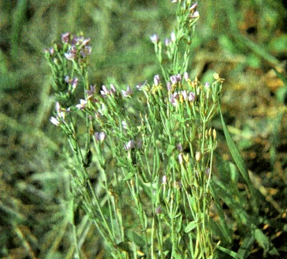 Золототысячник малый (Centaurium erythraea Rafn.) / Herbal Expert